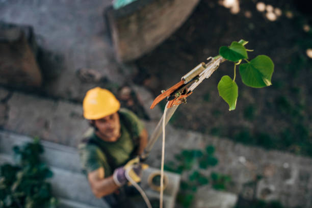  Scotia, NY Tree Removal Pros
