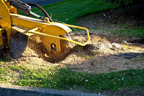 Best Lawn Renovation and Restoration  in Scotia, NY
